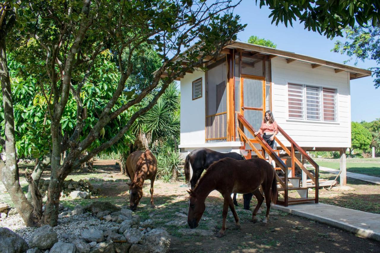 Horse Cottage Sarteneja Εξωτερικό φωτογραφία